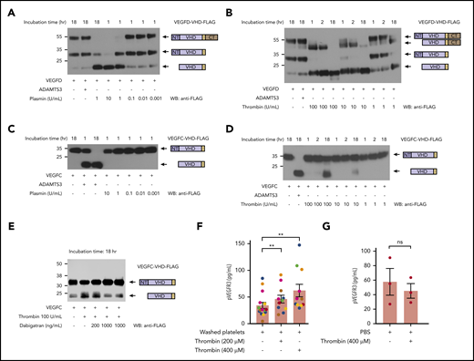 The lymphangiogenic factors VEGFC and VEGFD are proteolytically activated by thrombin and plasmin. (A-D) Proteolytic release of VEGFC VHD and VEGFD VHD by plasmin, thrombin, and ADAMTS3 proteases. Conditioned supernatant containing VEGFD VHD-FLAG or VEGFC VHD-FLAG was incubated with the indicated concentrations of thrombin and plasmin for 1, 2, or 18 hours, and VHD-FLAG detected by western blotting with anti-FLAG antibodies. The protein domains within the detected bands are shown schematically on the right. Note that VEGFD is efficiently cleaved by plasmin and, to a lesser extent, thrombin, but not by ADAMTS3, whereas VEGFC is efficiently cleaved by ADAMTS3 and thrombin, but not by plasmin. (E) Thrombin cleavage of VEGFC is inhibited by addition of thrombin-specific inhibitor dabigatran. (F) Thrombin-activated washed platelets drive VEGFR3 phosphorylation in cultured LECs. Washed human platelets were exposed to the indicated concentrations of thrombin, added to cultured LECs and phospho-VEGFR3 measured by ELISA. Each color represents results obtained using platelets from a single donor. (G) LEC exposure to thrombin alone does not increase phospho-VEGFR3. Error bars indicate SEM. **P < .01; ns, not significant.
