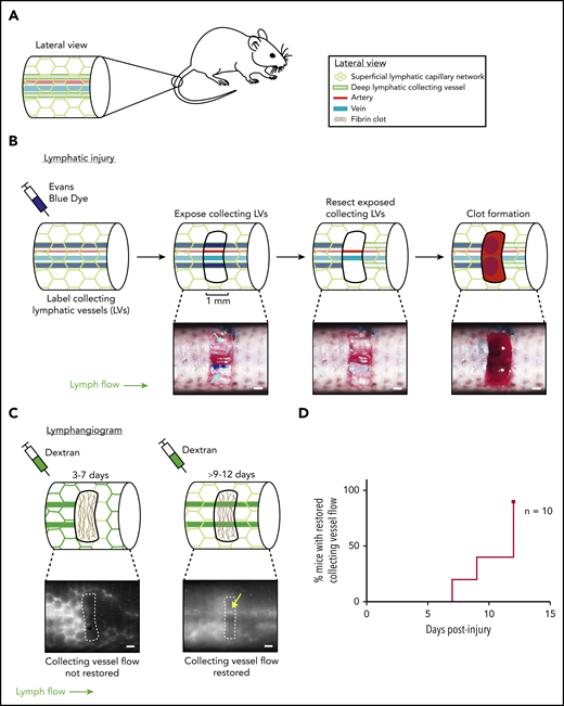 Characterization of a mouse hemostatic tail lymphatic injury model. (A) Anatomy of the blood and lymphatic vessels in the mouse tail. (B) Schematic of the hemostatic tail lymphatic injury model (top). Images of the injury model at each step are shown in the bottom panels. Collecting lymphatic vessels in the tail are first labeled by EBD injection. A 1-mm section of skin is then removed without damaging the underlying vessels, and the exposed section of lymphatic collecting vessel is resected. Blood from disrupted blood capillaries fills the injury site and forms a blood clot. (C) Lymphangiogenesis is assessed postinjury by lymphangiography with fluorescent dextran. Before restoration of collecting lymphatic vessel function (3-7 days), fluorescent dextran is taken up and drained by surface lymphatic capillaries. After restoration of collecting lymphatic vessel function (9-12 days), fluorescent dextran drainage across the injury site via the collecting lymphatic vessels is observed (yellow arrow). (D) Healing curve showing percentage of animals with restored flow in collecting lymphatic vessels over time in wild-type animals (n = 10). LV = lymphatic vessel. Scale bars = 500 µm.