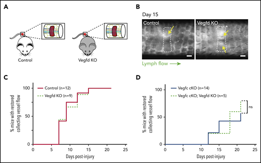 VEGFD is not required for lymphangiogenesis in the mouse hemostatic tail injury model. (A) Schematic of tail injury in control (Vegfd+/0 and Vegfd+/−) and Vegfd KO (Vegfd−/0 and Vegfd−/−) mice. (B) Representative images of tail lymphangiograms across the injury site on day 15 after tail injury in control and Vegfd KO animals. Yellow arrows indicate restored lymph flow across the injury site. (C) Healing curves for restoration of lymphatic flow in control and Vegfd KO animals. (D) Healing curves for restoration of lymphatic flow in Vegfc cKO and Vegfc cKO;Vegfd KO animals. Note that VEGFD is not required even in the absence of VEGFC. Scale bars = 500 µm. ns, not significant.