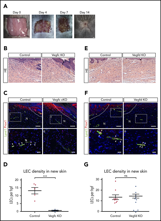 VEGFC but not VEGFD is required for lymphangiogenesis after full-thickness dorsal skin excision. (A) Images showing growth of new skin within 14 days after full-thickness skin wounding. The area of new skin is identified by the lack of hair growth on day 14. (B) Hematoxylin and eosin (HE) staining reveals no obvious morphological differences within new skin after wounding of control or Vegfc cKO animals. (C-D) VEGFC is required for lymphangiogenesis after full thickness skin wounding. (C) Immunostaining of new skin 14 days after wounding reveals the presence of numerous Lyve1+Prox1+ LECs (white arrowheads) in control mice, but none in Vegfc cKO mice. (D) Quantitation of LEC density within new skin of control and Vegfc cKO animals. n = 5 for both groups. (E) HE staining reveals no obvious morphological differences within new skin after wounding of control or Vegfd KO animals. (F-G) VEGFD is not required for lymphangiogenesis after full-thickness skin wounding. (F) Immunostaining of new skin 14 days after wounding reveals the presence of numerous Lyve1+Prox1+ LECs (white arrowheads) in control and Vegfd KO mice. (G) Quantitation of LEC density within new skin of control and Vegfd KO animals. n = 9,7 (control, Vegfd KO). N, new skin; hpf, high-power field. **P < .01. Scale bars: A = 1 mm; B,C (top), E,F (top) = 100 µm; i, ii = 25 µm. Error bars indicate SEM.