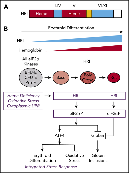 The protein structure and integrated stress response of HRI in erythropoiesis. (A) Heme and kinase domains of HRI. The 2 heme-binding domains in the N terminus and kinase insert (V) are marked and shaded in red, whereas the conserved kinase domains I-IV in the small lobe and VI-XI in the large lobe of protein kinase are shaded in blue. The N terminus, kinase insert, and C terminus are unique to HRI. (B) ISR of HRI during erythropoiesis. Expression of HRI and Hb intensify during terminal erythropoiesis from Baso, polychromatic (Poly), and orthochromatic (Ortho) erythroblasts to reticulocytes (Ret). Both arms of HRI-ISR, inhibition of globin synthesis and induction of ATF4 target gene expression, are operative in nucleated erythroblasts. In the enucleated reticulocytes, the role of HRI is limited to inhibit protein synthesis and, thus, prevent proteotoxicity of globin inclusions in heme deficiency.