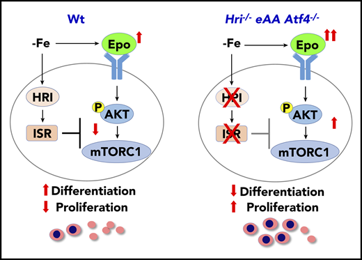 HRI-ISR represses Epo-mTORC1 signaling in iron-restricted erythropoiesis. In Wt mice, HRI is activated, phosphorylates eIF2α, and induces ISR during ID (−Fe). At the same time, the elevated serum Epo levels resulting from ID anemia induce AKT-mTORC1 signaling to increase protein synthesis and cell proliferation. HRI-ISR is necessary to repress mTORC1 activity and cell proliferation and, thus, promote terminal differentiation. In Hri−/−, eAA, and Atf4−/−mice, Epo-mTORC1 signaling remains active during ID as a result of defective HRI-ISR. This active Epo-mTORC1 signaling causes IE in ISR-defective mutant mice. Repression of mTORC1 by HRI-ISR serves as 1 feedback mechanism for terminating Epo signaling in ID. Reprinted from Zhang et al.50