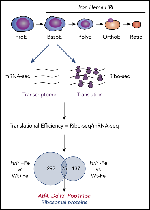 Genome-wide in vivo translation assessment by ribosome profiling in iron and HRI deficiencies. Iron, heme, and HRI are critical for terminal erythropoiesis from Baso erythroblasts (BasoE) to reticulocytes (Retic). BasoE were sorted by flow cytometry using CD71 and Ter119 surface markers from embryonic day 14.5 FLs of Wt and Hri−/− embryos under +Fe and −Fe conditions. Actively translated mRNAs are occupied by ribosomes, which protect fragments of mRNAs from RNase digestion. cDNA libraries from ribosome-protected fragments and polyA+ mRNAs were subjected to DNA sequencing, followed by mapping to mouse genome mm10.46 Translational efficiency (TE) of each mRNA was calculated as the ratio of Ribo-seq reads/mRNA-seq reads. Venn diagrams of numbers of differential translated mRNAs between Wt and Hri−/− BasoEs under +Fe and −Fe are shown. Under both +Fe and −Fe conditions, TE of Atf4 mRNA is most highly enhanced in Wt BasoEs compared with Hri−/− cells, whereas translation of ribosomal protein mRNAs is most highly enhanced in Hri−/− BasoEs compared with Wt cells. Adapted from Zhang et al with permission.46