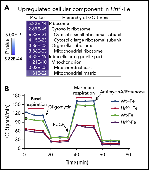 HRI inhibits translation of nuclear encoded mRNAs of mitochondrial proteins and maintains mitochondrial respiration in ID. (A) In addition to inhibiting cytosolic ribosomal protein synthesis, HRI is necessary to inhibit translation of mRNAs encoding mitochondrial ribosomal proteins, oxidative phosphorylation proteins, and matrix proteins during ID. (B) In the absence of HRI, the increased translation of these mRNAs in ID results in increased mitochondrial protein synthesis, which impairs mitochondrial respiration, likely as a result of proteotoxicity. Adapted from Zhang et al with permission.46