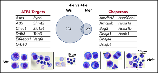 HRI-ISR prevents cytoplasmic unfolded protein response and enables terminal erythropoiesis. Differentially expressed mRNAs between +Fe and −Fe conditions of Wt and Hri−/− BasoEs are shown. Only 37 mRNAs are differentially expressed in Hri−/− BasoEs during ID, in contrast to 232 mRNAs that are differentially expressed in Wt BasoEs. Importantly, ATF4 target genes are most highly activated, specifically in Wt BasoEs, during ID to mitigate oxidative stress and to enable terminal erythropoiesis. Thus, HRI is necessary for transcriptome adaptation to ID. The majority of upregulated mRNAs are cytoplasmic chaperons in Hri−/− BasoEs during ID as a response to denatured unfolded globin synthesized in excess of heme. However, increased chaperone expression alone in the absence of HRI is not sufficient to overcome the proteotoxicity. Hri−/− FL erythroid progenitors suffer severe proteotoxicity of aggregated protein inclusions during terminal erythroid differentiation from 30 hours to 42 hours when Hb synthesis is intensified. Lower panels, C57/BL6 stain. Adapted from Zhang et al with permission.46