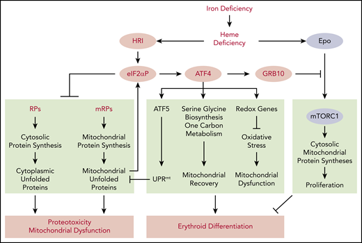 Global impact of HRI-mediated gene expression in vivo in primary erythroblasts during ID. Global impact of HRI-mediated in vivo translation in primary BasoE was investigated by Ribo-seq and mRNA-seq, as illustrated in Figure 3. An in vivo heme deficiency mouse model via diet-induced systemic ID was used.12 HRI is activated by heme deficiency and phosphorylates eIF2α. First, eIF2αP inhibits general protein synthesis in cytoplasm and mitochondria through inhibiting the translation of ribosomal protein mRNAs in the cytosolic and mitochondrial cellular compartments. In the absence of HRI, continued protein synthesis results in the accumulation of cytoplasmic and mitochondrial unfolded proteins leading to proteotoxicity and mitochondrial dysfunction. Second, eIF2αP selectively enhances the translation of Atf4 mRNA. ATF4 then induces gene expression of 3 pathways in activating UPRmt, reprogramming mitochondrial metabolism and reducing oxidative stress, all of which enable adaptation to ID and erythroid differentiation. Last, HRI-ISR suppresses mTORC1 signaling, which is activated by elevated Epo levels in ID, via ATF4-induced GRB10 expression. Overall, global genome-wide gene expression assessment of primary erythroblasts in vivo reveals that HRI-ISR contributes most significantly to adaptation to iron-restricted erythropoiesis. Reprinted from Zhang et al with permission.46