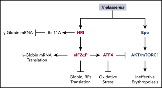 Multiple roles of HRI in attenuating the severity of thalassemia phenotypes. In β-thalassemia, HRI is activated to inhibit excess α-globin synthesis and, thus, reduces proteotoxicity. HRI-induced translation of ATF4 mRNA activates downstream gene expression to mitigate oxidative stress. Furthermore, the HRI-ATF4 axis represses Epo-mTORC signaling to reduce IE. In human erythropoiesis, HRI is implicated in fetal γ-globin expression in an opposing manner. On one hand, HRI was reported to increase translation of γ-globin mRNA32,33; however, on the other hand, it was shown to inhibit transcription of γ-globin gene by increasing Bcl11A mRNA.34