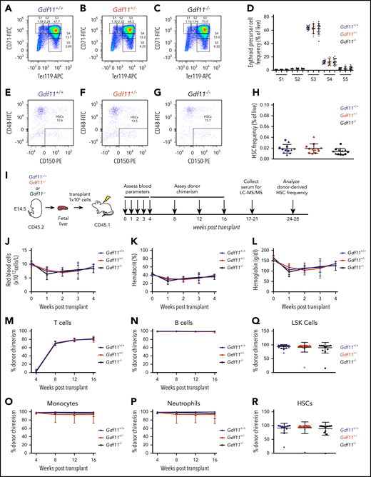 Whole-body Gdf11 deletion does not alter frequency of fetal hematopoietic stem and progenitor cells (HSPCs) or affect hematopoietic reconstitution following FL transplantation. (A-C) Representative CD71/Ter-119 flow cytometry plots of EPCs isolated from E14.5 (A) Gdf11+/+, (B) Gdf11+/−, and (C) Gdf11−/− FLs. Cells previously gated as live, Lin−, CD41−. EPCs were identified by differential expression of CD71 and Ter-119, with cells progressing in maturity from S1 to S5.20 (D) Quantification of EPC frequency among live cells in E14.5 Gdf11+/+, Gdf11+/−, and Gdf11−/− FLs (n = 12 embryos per genotype; males and females pooled). (E-G) Representative CD48/CD150 flow cytometry plots of HSCs isolated from E14.5 (E) Gdf11+/+, (F) Gdf11+/−, and (G) Gdf11−/− FLs. Cells previously gated as live, Lin−, Sca-1+, c-Kit+. (H) Quantification of HSC frequency among live cells in E14.5 Gdf11+/+, Gdf11+/−, and Gdf11−/− FLs (n = 12 embryos per genotype; males and females pooled). (I) Experimental design. Gdf11+/+, Gdf11+/−, and Gdf11−/− embryos were harvested at E14.5. FL cells from sex- and genotype-matched embryos were pooled, and 1 × 106 FL cells were injected IV into lethally irradiated sex-matched CD45.1 recipients. Recipients were monitored for blood parameters and donor chimerism levels as indicated. (J) RBC counts, (K) hematocrit, and (L) hemoglobin levels in recipient mice at 0 (baseline), 1, 2, 3, and 4 weeks postirradiation and transplant (n = 20 recipients per donor genotype; males and females pooled). (M-P) Monthly peripheral blood CD45.2+ donor chimerism levels within (M) CD3+ T cells, (N) B220+ B cells, (O) CD11b+ Ly6G− monocytes, and (P) CD11b+ Ly6G+ neutrophils (n = 20 recipients per donor genotype; males and females pooled). (Q-R) CD45.2+ donor cell chimerism levels within BM (Q) Lin−Sca-1+c-Kit+ cells and (R) Lin−Sca-1+c-Kit+CD48−CD150+ HSCs (n = 20 recipients per donor genotype; males and females pooled). Data are plotted as (J-P) mean ± standard deviation (SD) or as (D, H, Q-R) individual data points overlaid with mean ± SD. Statistics for panels J-P were calculated using a repeated-measures ANOVA. Statistics for panels D, H, Q-R were calculated using a 1-way ANOVA with Bonferroni posttest correction. For all panels, no differences with P < .05 were detected. (D, H, Q-R) Circles: males; triangles: females. LSK, Lineage−Sca-1+c-Kit+.
