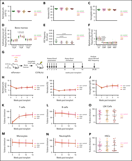 Hematopoietic cell–specific Gdf11 deletion does not alter adult erythropoiesis, RBC parameters, or HSPC frequency or hematopoiesis following adult BM transplantation. (A) RBC counts, (B) hematocrit, and (C) hemoglobin levels in 2- to 4-month-old mice (n = 10-12 mice per genotype; males and females pooled). (D-F) Frequency of BM (D) EPCs, (E) HSCs, and (F) myeloid progenitor cells within 2- to 4-month-old mice (n = 10-12 mice per genotype; males and females pooled). (G) Experimental design. BM was harvested from 2- to 4-month-old or 7- to 10-month-old Gdf11 cKO, cHet, and cre+ control mice. Cells from sex- and genotype-matched donors were pooled and 1 × 106 BM cells were injected IV into lethally irradiated sex-matched C57BL/6J recipients. Recipients were monitored for blood parameters and donor cell chimerism as indicated. (H) RBC counts, (I) hematocrit, and (J) hemoglobin levels within recipient mice at 0 (baseline), 1, 2, 3, and 4 weeks posttransplant (n = 16-20 recipients per donor genotype; males and females pooled). (K-N) tdTomato+ donor-derived peripheral blood cell chimerism levels determined monthly for (K) CD3+ T cells, (L) B220+ B cells, (M) CD11b+ Ly6G− monocytes, and (N) CD11b+ Ly6G+ neutrophils in transplant recipients (n = 16-20 recipients per donor genotype; males and females pooled). (O-P) tdTomato+ donor-derived BM cell chimerism levels for BM (O) Lin−Sca-1+c-Kit+ and (P) Lin−Sca-1+c-Kit+CD48−CD150+ cells in transplant recipients (n = 16-20 recipients per donor genotype; males and females pooled). Data are plotted as (H-N) mean ± SD or as (A-F, O-P) individual data points overlaid with mean ± SD. Statistics for panels H-N were calculated using a repeated-measures ANOVA. Statistics for panels A-F, O-P were calculated using a 1-way ANOVA with Bonferroni posttest correction. For all panels, no differences with P < .05 were detected. (A-F; O-P) Circles: males; triangles: females.
