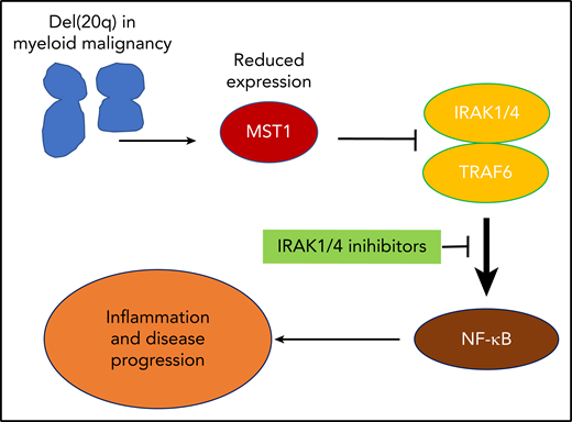 Reduced expression of MST1 in del(20q) leads to pathological activation of NF-κB signaling and downstream inflammatory pathways. This identifies a novel treatment pathway through the inhibition of upstream mediators IRAK1/4.