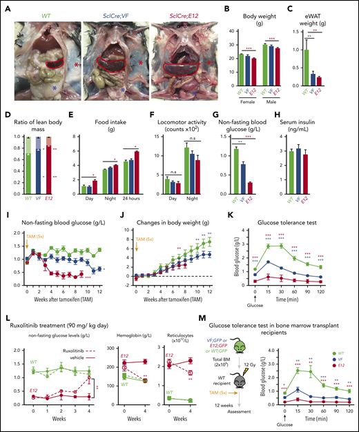 Hematopoietic-specific expression of mutant JAK2–induced adipose tissue atrophy, severe hypoglycemia, and global metabolic changes in MPN mice. (A) Representative pictures of wild-type (WT) and VF- and E12-mutant mice at 2 to 4 months after induction with tamoxifen. Red and blue asterisks indicate reduced subcutaneous and epididymal white adipose tissue (eWAT), respectively. (B) Body weight at 2 to 4 months after induction with tamoxifen (n = 8-12 mice per genotype). (C) eWAT weight (n = 8-12 mice per genotype). (D) Ratios of lean body mass/total body mass (solid colors) and fat mass/total body mass (transparent colors) at 2 to 4 months after induction with tamoxifen (n = 4-5 mice per group). (E-F) Food intake (E) and locomotor activity (on x-, y-, and z-axes) (F) as measured by comprehensive laboratory animal monitoring system (n = 5 mice per genotype). (G) Nonfasting blood glucose levels at 12 (VF) and 6 weeks (E12) after tamoxifen induction (n = 5-6 mice per genotype). (H) Serum insulin levels at 12 (VF) and 6 weeks (E12) after tamoxifen induction (n = 5-6 and n = 8 mice per genotype, respectively). (I,J) Nonfasting blood glucose levels (I) and time course of change in body weight (J) after tamoxifen induction (n = 5 mice per genotype). (K) Glucose tolerance test (GTT) 6 hours after starvation at 12 (VF) and 6 weeks (E12) after tamoxifen induction (n = 10-12 mice per genotype). (L) Tamoxifen-induced mice were treated with ruxolitinib (90 mg/kg twice daily). Time course of fasting blood glucose levels, peripheral hemoglobin levels, and reticulocyte counts (n = 5-6 mice per genotype). (M) GTT in recipients transplanted with BM cells (2 × 106) from WT, VF, or E12 donor mice (n = 6 mice per genotype). All data are presented as mean ± standard error of the mean. One- or 2-way analyses of variance followed by Tukey’s multiple comparison tests were used for multiple-group comparisons. *P < .05, **P < .01, ***P < .001.