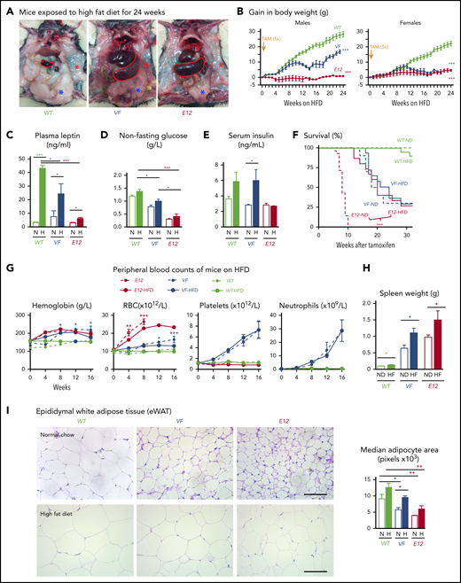 HFD treatment ameliorated early lethality phenotype of PV-exhibiting mutant JAK2–expressing mice. (A) Pictures of male WT and VF- and E12-mutant mice exposed to HFD for 24 weeks. Red and blue asterisks mark reduced subcutaneous and epididymal white adipose tissue (eWAT) fat content, respectively. (B) Time course of body weight gain of HFD-treated mice (n = 8-12 mice per genotype and sex). (C) Plasma leptin concentration in HFD- and normal diet (ND)–treated mice (n = 5 mice per treatment and genotype). (D) Nonfasting blood glucose levels in HFD- and ND-treated mice (n = 5 mice per treatment and genotype). (E) Serum insulin levels in ND- and HFD-treated mice (n = 4-5 mice per treatment and genotype). (F) Survival of mice receiving ND or HFD (n = 12 mice per treatment and genotype). (G) Hemoglobin levels and red blood cell (RBC), platelet, and neutrophil counts in peripheral blood during HFD or ND treatment in indicated mice (n = 6-8 mice per treatment and genotype). (H) Bar graph indicating spleen weight of HFD- and ND-treated mice (n = 5-6 mice per genotype). (I) Representative images of hematoxylin and eosin staining of eWAT from ND- or HFD-treated mice. Scale bars, 100 µm. Bar graph represents the median white adipocyte size of HFD-treated mice (n = 5 mice per). All data are presented as mean ± standard error of the mean. One- or 2-way analyses of variance followed by Tukey’s multiple comparison tests were used for multiple-group comparisons. Significance in survival curves was estimated with the log-rank test. *P ≤ .05, **P ≤ .01, ***P ≤ .001.