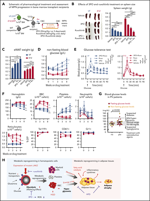 Combined targeting of elevated glycolysis and mutant JAK2 activity elicited additive effects in vivo. (A) Schematic of long-term 3PO and ruxolitinib treatment. Competitive BM transplant recipient mice were induced with tamoxifen (TAM) to activate the VF and E12 mutations; 4 (for E12) or 8 weeks (for VF) later, the treatment regimen was initiated. Mice were treated with vehicle or 3PO (50 mg/kg, intraperitoneally) alone or in combination with ruxolitinib (60 mg/kg orally) every day for 8 weeks. (B) Representative pictures and weights of spleen from mice treated with vehicle or 3PO and/or ruxolitinib (n = 6 mice per genotype). (C) Weight of epididymal white adipose tissue (eWAT) in 3PO- and/or ruxolitinib-treated mice (n = 6 mice per genotype). (D) Time course of nonfasting blood glucose levels in 3PO- and/or ruxolitinib-treated mice (n = 6 mice per genotype). (E) Glucose tolerance test in 3PO- and/or ruxolitinib-treated VF (left) and E12 mice (right) (n = 6 mice per genotype). (F) Peripheral blood cell counts (upper) and frequencies of GFP+ hematopoietic cells in peripheral blood (lower) in 3PO- and/or ruxolitinib-treated mice at indicated time points (n = 6 mice per genotype). (G) Blood glucose levels in PV patients with or without cytoreductive therapy. Cytoreductive drugs were hydroxyurea (n = 19), pegylated interferon-α (n = 1), ruxolitinib (n = 3), and anagrelide (n = 1). (H) Schematic drawing depicting the metabolic changes in hematopoietic and nonhematopoietic tissues induced by expression of mutant JAK2 in hematopoietic cells. Metabolic changes and MPNs are primarily driven by the expression of mutant JAK2 in hematopoietic cells. HGD promoted proliferation of the JAK2-mutant clone and accelerated MPN phenotype, whereas ruxolitinib, 3PO, and HFD reduced the MPN manifestations. Note that some changes in metabolism were direct effects of the JAK2-mutant hematopoietic cells, whereas other changes (eg, lipolysis) were indirect consequences of the general energy crisis and/or inflammatory mediators secreted by the JAK2-mutant cells. One-way analyses of variance (ANOVAs) followed by Tukey’s multiple comparison tests were used for multiple-group comparisons, or 2-way ANOVA with subsequent Bonferroni posttest or 2-tailed unpaired t test (G) was used. All data are presented as mean ± standard error of the mean. See also supplemental Figure 8. *P < .05, **P < .01. CBC, complete blood count.