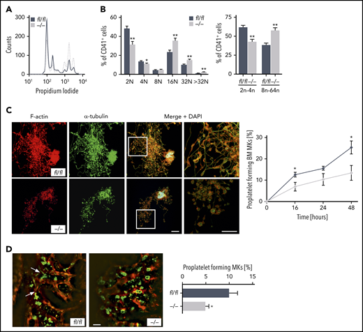 PDK1 is a critical regulator of MK ploidy and proplatelet formation in vitro and in vivo. (A) Representative ploidy histogram (n = 6) of Pdk1fl/fl MKs (black trace) and Pdk1−/− MKs is shown. (B) DNA content in Pdk1fl/fl and Pdk1−/− CD41+ BM-derived MKs cultured for 5 days (left). Arithmetic means ± SEM (n = 6, 2-way ANOVA with Bonferroni correction for multiple comparisons) are shown. Percentage of Pdk1fl/fl and Pdk1−/− CD41+ BM-derived MKs with a DNA content greater (right bars) and smaller (left bars) than 8N (right). Arithmetic means ± SEM (n = 6, 2-way ANOVA with Bonferroni correction for multiple comparisons) are shown. (C) Quantification of the percentage of proplatelet-forming BM-derived MKs from Pdk1fl/fl and Pdk1−/− mice in vitro. Representative immunostainings of proplatelet-forming MKs from Pdk1fl/fl (upper) and Pdk1−/− mice (lower) are shown (left). Red, F-actin (Phalloidin-Atto647N); green, α-tubulin (anti–α-tubulin-Alexa488), cyan, (DAPI) nuclei. Scale bar equals 40 μm. Pdk1fl/fl and Pdk1−/− MKs extending proplatelets were counted 16, 24, and 48 hours after bovine serum albumin gradient and expressed as percentage of total MKs per field of view (right). Arithmetic means ± SD (n = 3, unpaired 2-tailed Student t test). (D) 2P-IVM revealing reduced proplatelet formation in Pdk1−/− MKs in vivo. Platelets and MKs were stained with anti-GPIX antibody derivatives (green), and the vessel lumen was labeled using fluorescein isothiocyanate (FITC)–bovine serum albumin and anti-CD105 antibodies (red) (left). Representative median projections of 30-µm z-stacks from the BM of Pdk1fl/fl and Pdk1−/− MKs are depicted. Proplatelet-forming MKs (white arrows indicating proplatelets) were counted, and the ratio per mouse was assessed (arithmetic means ± SEM, n = 5 to 6 ice, 4 to 10 z-stacks per mouse, unpaired 2-sided Welch test; right). Scale bar equals 50 µm. *P < .05 and **P < .01 indicate statistically significant differences.