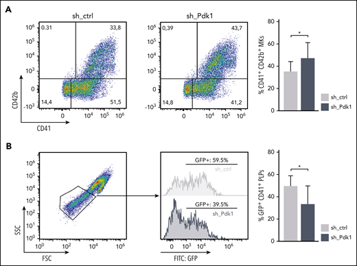 Increased maturation but decreased formation of PLPs in human CD34+-derived MKs upon knockdown of PDK1. (A) Human CD34+ HSPCs cultured for 14 days under MK differentiation conditions transduced with either an shRNA-bearing pGIPZ lentiviral vector (sh_PDK1) or a nonsilencing shRNA control (sh_ctrl). GFP served as a marker for positive transduction. Differentiation potency was quantified by flow cytometry using GPIIb (CD41) and GP1bα (CD42b) as markers for mature MKs. Representative pseudocolor plots of 1 donor with the respective indicated shRNA (left). Quantification of mature CD41/CD42b double-positive MKs assessed in 3 independent experiments with CD34+ cells from 2 different donors (right). Wilcoxon matched-pairs signed rank test was used to calculate statistical significance. (B) PLPs of day 14 MKs subgated from CD41-positive events. Representative scatter plot showing clearly defined PLPs (gate adjusted on peripheral blood PLPs) together with histograms indicating the amount of GFP-positive PLPs from 1 exemplarily chosen culture in each condition. Quantification of CD41-subgated GFP-positive PLPs in the PLP gate assessed in 3 independent experiments with CD34+ cells from 2 different donors (right). Wilcoxon matched-pairs signed rank test was used to calculate statistical significance. *P < .05 indicates statistically significant difference. SSC, side scatter.