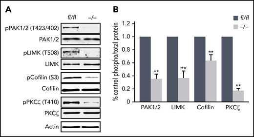 Abolished phosphorylation of proteins in Pdk1−/−MKs critical to MK actin cytoskeleton organization and polarization. (A) Representative immunoblot of phosphorylation levels of actin cytoskeleton regulating proteins PAK1/2 at Thr423/402, LIMK1 at Thr508, cofilin at Ser3, and atypical PKCζ at Thr401 in wild-type (Pdk1fl/fl) and Pdk1−/− MKs (n = 5). (B) Arithmetic means ± SEM (n = 5, unpaired 2-tailed Student t test) of blot densities actin cytoskeleton regulating proteins in wild-type (Pdk1fl/fl) and Pdk1−/− MKs quantified as ratio of phospho to total protein and calculated as percentage of control. **P < .01 indicates statistically significant differences.