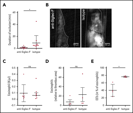 Targeting EET formation reduces thrombus formation. (A) C57BL6 mice, treated with anti-Siglec-F antibodies (n = 12) did not develop long-lasting, occlusive thrombi after FeCl3 application to the carotid artery. Treatment with an isotype-control (n = 11) did not impair thrombus development. (B) Representative image of thrombus formation 20 minutes after initial endothelial damage of a mouse treated with Siglec-F antibody and control mouse (thrombus area marked with white dotted line; artery walls marked with white lines; recanalization marked with dotted line). (C-D) Mice treated with anti-Siglec-F and isotype control show no differences in numbers of eosinophils in blood or in thrombi. (E) The number of eosinophils forming EETs in thrombi of mice treated with Siglec-F antibody (n = 4) decreased significantly compared with isotype control (n = 4). For panels A and C-E, data are mean ± SD. *P < .05.