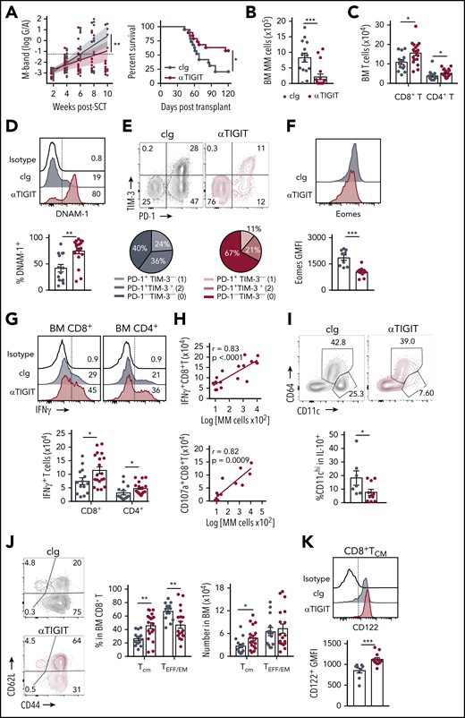 TIGIT blockade promotes myeloma control after SCT. MM-bearing recipients were transplanted as previously described with BM+T grafts from B6 donors. Recipients were treated immediately after transplant with 100 μg anti-TIGIT or cIg per mouse twice a week for 6 weeks. (A) Tumor burden and survival of anti-TIGIT (maroon)– or cIg (gray)–treated mice (n = 19 combined from 3 experiments). Survival was analyzed using a log-rank test, and M-bands were modeled as described. (B-K) MM-bearing recipients were sacrificed 6 weeks after transplant after completion of treatment, and BM and spleen were harvested and analyzed using flow cytometry. FACS plots and histograms are representative. (B) Myeloma (CD19−CD155hi) and (C) CD8+ and CD4+ T-cell numbers in BM. (D) Histogram and frequency of DNAM-1+CD8+ T cells in BM. (E) FACS plot and frequency of TIM-3 and PD-1 expression on CD8+ T cells in the BM. (F) Histogram and geometric mean fluorescence intensity (GMFI) of Eomes expression in BM CD8+ T cells. (G-H) Whole BM was stimulated and IFN-γ and CD107a production was measured by intracellular staining. (G) Histogram and number of IFN-γ+ CD8+ and CD4+ T cells in cIg- and anti-TIGIT–treated mice, and (H) correlation of IFN-γ+ (n = 18 from 3 experiments) and CD107a+ (n = 13 from 2 experiments) CD8+ T-cell number with myeloma cell number in anti-TIGIT–treated mice. (I) Frequency of CD11chiCD64− cells within IL-10-GFP+ myeloid cells in the BM (n = 7-10 from 2 experiments). (J) FACS plots showing CD62L and CD44 expression, and graph showing frequency of TCM (CD44+CD62L+) and TEFF/EM (CD44+CD62L−) CD8+ T cells in the BM. (K) Histogram and graph of CD122 GMFI on CD122+CD8+TCM cells in the BM. In panels B-E, G, and J, n = 14-18 combined from 3 experiments; in panels F and K, n = 9-12 combined from 2 experiments. Data represent mean ± SEM. *P < .05, **P < .01, ***P < .001 (Mann-Whitney U test).