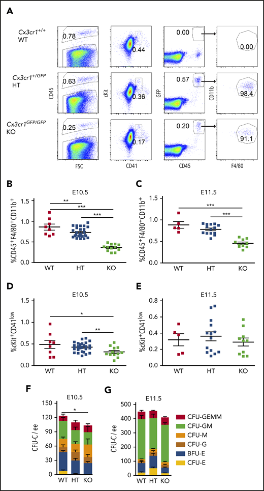 Cx3cr1 deficiency leads to the reduction of hematopoietic progenitors in E10.5 HBA, but not in E11.5 HBA. (A) Representative flow cytometric data and gated areas showing percentages of CD45+ HCs, cKit+CD41low HPCs, GFP+CD45+ cells, and GFP+CD45+CD11b+F4/80+ macrophages in the HBA of Cx3cr1+/+ (WT), Cx3cr1+/GFP (HT, heterozygous mutants), and Cx3cr1GFP/GFP (KO, knockout) E10.5 littermates. The percentage of CD45+CD11b+F4/80+ macrophages in the WT, HT, and KO HBA of (B) E10.5 (31 to 39 sp) and (C) E11.5 (42 to 48 sp) embryos. Each square represents a single HBA. n = 4; **P < .01; ***P < .001. The percentage of cKit+CD41low progenitor cells in WT, HT, and KO HBA of (D) E10.5 and (E) E11.5 littermates. n = 4; *P = .026; **P = .006. Methylcellulose culture data showing the number of CFU-Cs per 1 ee of E10.5 (F) and E11.5 (G) WT, HT, and KO HBA cells. n = 3; *P = .047. Numbers of each colony type are indicated by bar color. BFU-E, burst forming unit–erythroid; E, erythroid; G, granulocyte; GEMM, granulocyte, erythroid, macrophage, megakaryocyte; GM, granulocyte, macrophage; M, macrophage.