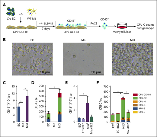 HBA macrophages increase number of HBA EC-derived HPCs. (A) Schematic diagram of the coculture system, with a monolayer of OP9-DL1-B1 cells overlaid with HBA EC, HBA macrophage (MФ), or MIX. One ee of HBA ECs (CD31+CD41−CD45−) and/or 1000 HBA MФ (CD45+CD11b+F480+) were added to each coculture well. After 7 days, nonadherent cells were harvested, FACS sorted, and plated in methylcellulose to quantitate hematopoietic colonies (CFU-C). The genotype of each colony was determined by Cre PCR. (B) Bright field microscopic images show the round morphology and density of HCs after 7 days of OP9-DL1-B1 culture of EC, MФ, or MIX. The number of (C) CD45+ cells and (D) CFU-Cs per ee of E10.5 (31 to 35 sp) HBA cells after 7 days of OP9-DL1-B1 culture of EC, MФ, or MIX. n = 4; *P < .05. The number of (E) CD45+ cells and (F) CFU-Cs per ee of E10.5 HBA from OP9-DL1-B1 culture of EC and MIX with or without Csf1r inhibitor BLZ945 (6.7 nM). BLZ945 (BLZ) is diluted in DMSO. EC& and MIX& have the DMSO& diluent added as a vehicle control. SEM is shown. n = 3, *P < .05. Colony types indicated by color bars.