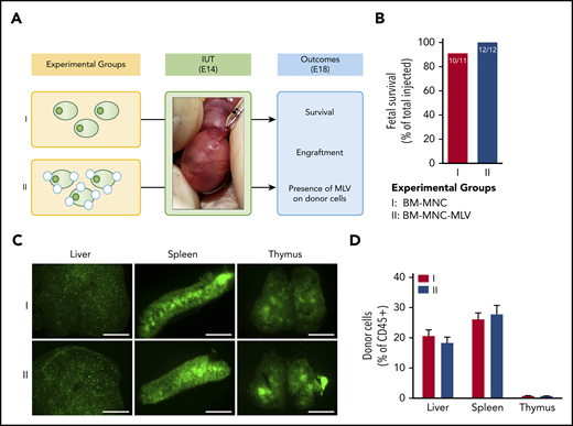 IUHCT of B6-GFP BM-MNCs conjugated with empty MLVs in Balb/c fetuses. (A) Experimental design: effect of empty MLV conjugation on ability of BM-MNCs to home and engraft post-IUHCT; group 1, unconjugated BM-MNC and group 2, DiD-labeled empty MLV-conjugated BM-MNCs. (B) Fetal survival 4 days post-IUHCT in both groups. Nanoparticle conjugation had no effect on fetal survival (group 1, 91% vs group 2, 100%). (C) Qualitative assessment of donor cell homing to liver, spleen, and thymus by fluorescent stereotactic microscopy (4 days post-IUHCT) demonstrated no differences between experimental groups. (D) Quantitative confirmation of donor cell engraftment (4 days post-IUHCT) using flow cytometry (liver: group 1, 20.6% ± 2.1% vs group 2, 18.3% ± 1.9%; spleen: group 1, 26.1% ± 2.1% vs group 2, 27.7% ± 2.9%; thymus: group 1, 0.8% ± 0.1% vs group 2, 0.7% ± 0.1%). E18, embryonic day 18; IUT, in utero transplantation.