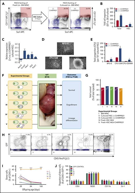 GSK3 inhibitor released by MLVs increases engraftment after IUHCT by acting on HSCs/HPCs. (A) BM-HSCs were isolated and cultured over a 7-day period with (or without) an amount of CHI99021 similar to that carried by MLVs (per cell) added to the serum-free media. At the end of the culture period, ∼25% of the harvested cells were LSK, and this was not affected by the presence of CHIR99021 in the media. Flow cytometry gating strategy for sorting B6-GFP BM-HSCs (CD117+ and Sca1+ double-positive cells shown; light blue contour plots: CD117− and Sca1− double-negative controls). (B) Fold cell expansion after 7 days in culture in both groups (cultured without or with CHIR99021); total cells (left) and those only in the HSC compartment (right). Exposure of BM-HSCs to CHIR99021 over the 7-day culture period resulted in significant increase in the total number of both BM-MNCs and BM-HSCs. (C) Quantitative real-time polymerase chain reaction on the HSC group cultured with CHIR99021 demonstrated modulation of the Wnt (downregulation of Axin2 expression, upregulation of Ccnd1 expression), Notch (upregulation of Hes1 expression), and Hedgehog (upregulation Gli3 and Ptch1 expression) pathways, which have been shown to affect HSC function, proliferation kinetics, and repopulating capacity. (D) Hematopoietic colony-forming unit (CFU) assay; record of colony growth. (E) Hematopoietic CFU assays comparing CFU numbers in the different lineages in both cultured groups (without or with CHIR99021). BM-HSCs cultured in serum-free media with CHIR99021 had enhanced clonogenic potential evident in CFU (semisolid media) assays compared with untreated controls. (F) Experimental design: group 1, untreated BM-MNCs; group 2, BM-MNCs with cultured HSCs; group 3, BM-MNCs with HSCs cultured with GSK3 inhibitor; group 4, BM-MNCs in which fresh HSCs were conjugated with empty MLVs; and group 5, BM-MNCs in which fresh HSCs were conjugated with GSK3 inhibitor–loaded MLVs. Similar number of HSCs contained on the isolated fresh BM-MNCs was replaced by cultured HSCs. The HSC population is usually 0.1% of all BM-MNCs. Because the fetus received 107 BM-MNCs, this included 10 000 HSC, fresh, cultured, or MLV decorated. (G) Fetal survival after 4 days post-IUHCT in Balb/c fetuses in the 5 groups; there was no difference between groups in fetal survival (group 1, 69% vs group 2, 75% vs group 3, 72% vs group 4, 71% vs group 5, 67%). (H) Density plots of a sample of each group demonstrating the gating strategy for the identification of the CD45+ GFP+ population (light blue contour plots: CD45+, GFP− controls). (I) Donor cell (B6-GFP) levels in blood at P28, P84, and P168 after IUHCT in 5 groups. Levels of engraftment gradually decreased during the follow-up period (group 1 at 4 weeks, 14.3% ± 1.9%; group 1 at 12 weeks, 6.1% ± 0.8%; group 1 at 24 weeks, 3.9% ± 1.1%). Replacement of BM-HSCs from freshly isolated BM-MNCs with expanded BM-HSCs resulted in reduced blood engraftment at 4 weeks (group 4 at 4 weeks, 4.9% ± 0.6%), and only microchimerism was detected thereafter. Addition of CHIR99021 to the culture media of BM-HSCs prevented the latter drop in chimerism at 4 weeks (4 weeks: group 3, 12.9% ± 1.6%) but did not enhance it any further, resulting in an engraftment profile in blood similar to that observed in animals that received IUHCT of unprocessed/freshly isolated BM-MNCs (group 1). Conjugation of MLV-CHIR99021s on donor BM-HSCs resulted in an impressive increase in baseline engraftment levels post-IUHCT (4 weeks: group 5, 41.8% ± 3.7%), and this remained unchanged up to 24 weeks of recipient age (12 weeks: group 5, 41.4% ± 2.6%; 24 weeks: group 5, 45.4% ± 2.3%). The effect of MLV-CHIR99021s on engraftment was due to the gradual release and activity of the inhibitor, because conjugation of donor cells with empty particles did not reproduce the chimerism rise seen in group 5 animals (4 weeks: group 4, 19.2% ± 2.9%). (J) Multilineage reconstitution of all 5 groups at 6 months in blood compared with donor lineages did not demonstrate any differences between groups. (B,E) *P < .05 vs (-) CHIR99021; (I) *P < .05 groups 1-4: 4 weeks vs groups 1-4: 12 and 24 weeks and group 2: 4 weeks vs groups 1, 3, 4: 4 weeks; ***P < .0001 vs groups 1-4 (all timepoints).