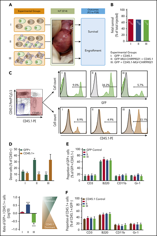 Pseudoautocrine bioactivity of GSK3 inhibitor released by MLVs results in targeted augmentation of donor cell repopulating function. (A) Experimental design: IUHCT in Balb/c fetuses of a 1:1 mixture of B6GFP and B6-CD45.1 BM-MNCs with both populations unconjugated (group 1), with only B6GFP cells conjugated to GSK3 inhibitor–loaded MLVs (group 2), and with only B6-CD45.1 cells conjugated (group 3). (B) Fetal survival after 4 days post-IUHCT in 3 groups; there was no difference between groups (group 1, 71% vs group 2, 68% vs group 3, 69%). (C) Flow cytometry gating strategy for determining the percentage of both populations in blood; CD45.1+ (B6-CD45.1 cells) and GFP+ (B6-GFP cells) within the CD45 population; samples from the 3 groups (light blue contour plots: 45.1− and 45.2− double-negative controls; light blue histograms: GFP− or CD45.1− negative controls). (D) Mean percentage of GFP+ and CD45.1+ donor cells within groups 1, 2, and 3 in blood. Group 1 showed similar levels of engraftment in blood of recipients at 4 weeks of age (group 1: GFP+, 14.7% ± 2.2% vs CD45.1+, 12.1% ± 1.7%; GFP+/CD45.1+ ratio, 1.2 ± 1.7). Conjugation of MLV-CHIR99021s on either B6-GFP or B6-CD45.1 cells resulted in targeted enhancement of blood chimerism of the donor cell subpopulation carrying the inhibitor-loaded particles. In group 2, the percentage of GFP+ cells were significantly higher than CD45.1+ cells (group 2: GFP+, 33.2% ± 2.6% vs CD45.1+, 10.2% ± 1.4%; GFP+/CD45.1+ ratio, 3.3 ± 1.3). In group 3, the opposite was found (group 3: GFP+, 9.23% ± 2.1% vs CD45.1+, 33.3% ± 8.7%; GFP+/CD45.1+ ratio, 0.3 ± 1.1). (E-F) Multilineage analysis in GFP+ (E) and CD45.1+ (F) donor cells; no differences between groups in the proportion of lymphoid (CD3+, B220+) or myeloid (CD11b+, Gr-1+) cells in blood. (D) **P < .001 groups 2, 3: GFP+ vs CD45.1+; ***P < .0001 vs groups 1 and 2 or 1 and 3.