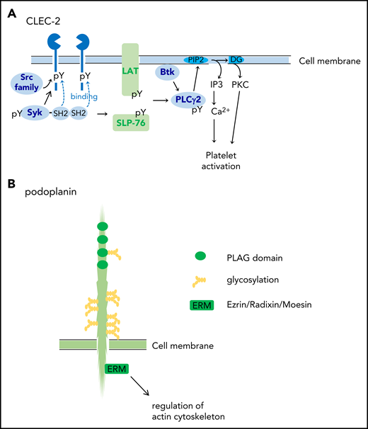 Structures of CLEC-2 and podoplanin. (A) CLEC-2 structure and its signal transduction pathway. CLEC-2 is cross-linked by podoplanin (endogenous ligand) or by rhodocytin (a platelet-activating snake venom) and undergoes tyrosine phosphorylation of hemi-ITAM (single YITL motif) by the Src family kinases. Then, the tyrosine kinase Syk binds to the phosphorylated ITAM motifs via its Src homology 2 (SH2) domains, which further increases Syk kinase activity. Syk phosphorylates adaptor proteins, LAT and SLP-76, which further activates downstream signaling molecules, including Bruton tyrosine kinase (Btk) and PLCγ2. PLCγ2 hydrolyzes phosphatidylinositol 4,5-bisphosphate (PIP2) to generate diacylglycerol (DG) and inositol 1,4,5-trisphosphate (IP3), which leads to protein kinase C (PKC) activation and increase in Ca2+ mobilization from the open canalicular system (corresponding to endoplasmic reticulum), respectively. (B) Podoplanin structure. Podoplanin contains 4 platelet aggregation–stimulating (PLAG) domains, which are tandemly repeated and highly conserved. The podoplanin cytoplasmic domain is constitutively associated with ezrin/radixin/moesin (ERM) protein. Podoplanin clustering leads to functional effects through regulation of the actin cytoskeleton through ERM. pY, phosphorylated tyrosine.