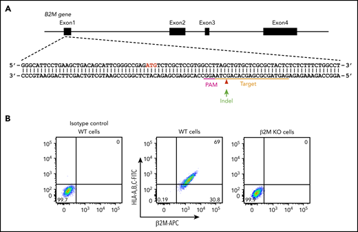 Generation of an HLA class I–negative iPSC founder line. (A) Schematic illustration of the B2M locus, showing the location of the gRNA binding site (orange bar) and the protospacer adjacent motifs sequence (magenta) necessary to guide Cas9 to its cleavage site (red arrow head). ATG start codon for β2M translation is highlighted in red. Green arrow indicates an insertion or deletion (indel) is expected to be introduced into the genome through non-homologous end joining DNA repair pathway to cause a frameshift mutation in the B2M gene. (B) Flow cytometry analysis demonstrating the loss of surface expression of both β2M and HLA in B2M knockout (KO) cells. APC, allophycocyanin; FITC, fluorescein isothiocyanate; WT, wild-type.