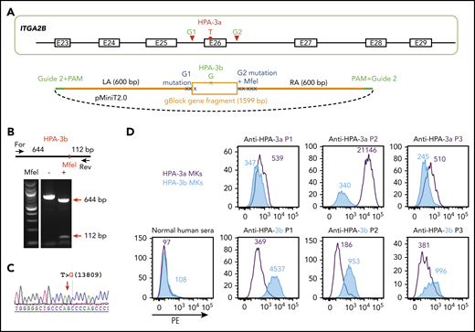 Detection of anti-HPA-3a and HPA-3b alloantibodies using genetically edited iPSC-derived MKs. (A) Schematic illustration of donor plasmid and targeting strategy for converting HPA-3a to HPA-3b in B2MKO iPSCs. Red triangles flanking exon 26 of the ITGA2B gene indicate the 2 gRNA binding sites that will guide Cas9 to remove the entire exon encoding HPA-3a. HDR donor plasmid contains the removed sequence by Cas9 cleavage (orange box) with targeted T>G mutation responsible for HPA-3b conversion, flanked by 600-bp homology arms on each side (orange line). The recognition sequence and the PAM sequence of guide 2 (green line) are added to both ends of the homology arms for linearizing the donor templates in the transfected cells. Donor plasmid also contains silent mutations (blue X) to prevent re-cleavage by Cas9 and to generate an MfeI site for genotyping. (B) Genomic DNA, isolated from puromycin-resistant iPSC clones was amplified by PCR and digested with MfeI, which differentiates the HPA-3b allelic isoform from WT HPA-3a. Red arrows indicate the expected fragment sizes of a typical clone that had been converted to HPA-3b. (C) Sequencing data confirmed the T>G 13809 point mutation in CRISPR-edited HPA-3b iPSCs. The red arrow indicates the target T>G mutation. (D) Reactions of anti-HPA-3a and anti-HPA-3b patient sera with allele-specific iPSC-derived MKs in flow cytometric analysis. Both HPA-3a (gray) and HPA-3b (blue) iPSC lines were differentiated into CD41+/CD42b+ MKs. The MKs were incubated with patient sera followed by phycoerythrin (PE)-conjugated donkey anti-human immunoglobulin G (IgG). Anti-HPA-3a P3 patient serum did not contain anti-HLA class I antibody and was detectable only by using a whole-platelet assay in a clinical diagnostic laboratory. Other anti-HPA-3a and anti-HPA-3b patient sera were all clinically confirmed with MACE or MAIPA assays. For, forward; Rev, reverse.