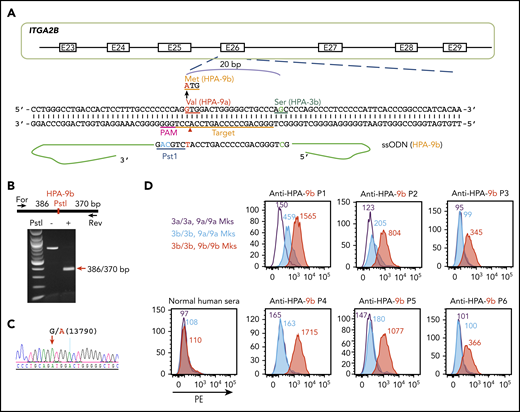 Detection of anti-HPA-9b alloantibodies using genetically edited iPSC-derived MKs. (A) Schematic illustration of HDR template and targeting strategy for converting HPA-9a to HPA-9b in HPA-3b iPSC clone. The gRNA binding site (orange bar) and the PAM sequence (magenta) will guide Cas9 to its cleavage site (red arrow head) next to the HPA-9 allele. A 199-bp HPA-9b HDR template was designed to introduce the Val→Met amino acid polymorphism. The G>A mutation responsible for the HPA-9a/HPA-9b polymorphism (highlighted in red) is flanked by 99 nucleotide homology arms. Silent mutations (highlighted in blue) were introduced to prevent re-cleavage by Cas9 and create a PstI site at the target locus that can be used for genotyping. (B) Genomic DNA, isolated from puromycin-resistant iPSC clones was amplified by PCR and digested with PstI, which differentiates the HPA-9b allelic isoform from HPA-9a. Red arrow indicates the expected fragment sizes of a typical clone that had been converted to HPA-9b. (C) Sequencing data confirmed the G>A 13790 point mutation in CRISPR-edited HPA-9b iPSCs. The red arrow indicates the target G>A mutation. (D) Reactions of anti-HPA-9b patient sera with allele-specific iPSC-derived MKs in flow cytometric analysis. All of the HPA-3a (gray), HPA-3b (blue) and HPA-9b (red) iPSC lines were differentiated into CD41+/CD42b+ MKs. The MKs were incubated with patient sera followed by PE-conjugated donkey anti-human IgG. Anti-HPA-9b P1-P3 sera were clinically confirmed with either an MACE or an MAIPA assay. Anti-HPA-9b P4-P6 were HPA-9b suspected patient samples from clinically unresolved FNAIT cases.