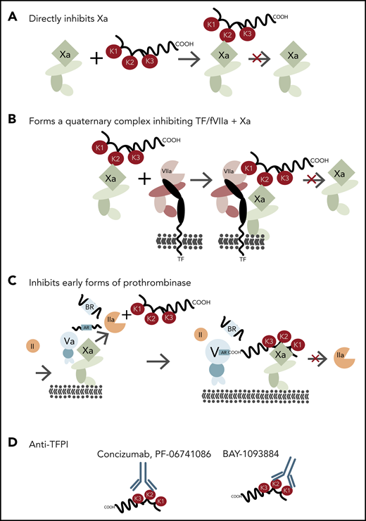 (A-C) TFPI mechanism of action. (D) Anti-TFPI antibodies currently in clinical trials. AR, factor V acidic region; BR, factor V basic region.