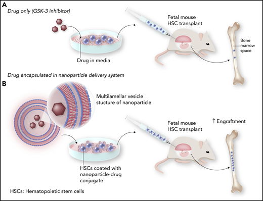 Improved engraftment with nanoparticle delivery of GSK-3 inhibitor following in utero HSC transplantation. Transient exposure of HSCs to the GSK-3 inhibitor in culture prior to transplantation leads to modest engraftment in the in utero setting (A). However, encapsulation of the GSK-3 inhibitor with nanoparticles that adhere to the HSCs and release the inhibitor over time improves HSC engraftment (B). Professional illustration by Somersault18:24.