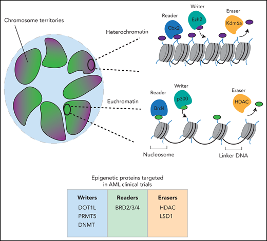 Overview of chromatin organization. Inside the nucleus of a cell, chromosomes exist in discrete chromosomal territories. The chromatin that makes up the chromosomes is packaged differently at different loci. Regions of euchromatin within these territories tend to cluster in the center of the nucleus, whereas regions of heterochromatin tend to associate with the periphery. In euchromatin, nucleosomes are less tightly packed and display histone modifications associated with transcriptional activation. In heterochromatin, the nucleosomes are tightly packed and have histone modifications associated with repression. Both active and repressive histone modifications are regulated by writer, reader and eraser proteins. Illustrated beneath the image is a summary of the currently used clinical compounds in AML that target epigenetic writers, readers, and erasers. BRD, bromodomain-containing protein; Cbx2, chromobox 2; DNMT, DNA methyltransferase; DOT1L, disruptor of telomeric silencing 1-like; Ezh2, enhancer of zeste homolog 2; HDAC, histone deacetylase; Kdm6A, lysine demethylase 6A; LSD1, lysine-specific histone demethylase 1; PRMT5, protein arginine N-methyltransferase 5.