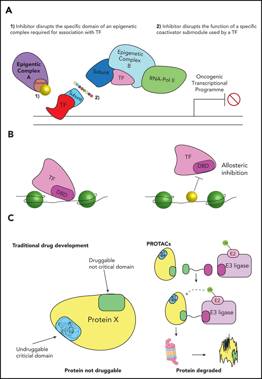 Developing more specific targeted therapies for AML. (A) Disrupting specific epigenetic programs. Targeting TFs would enable disruption of more specific oncogenic programs, however, drugs against TFs are difficult to develop. To circumvent this limitation, new therapies could either (1) block specific domains on generic epigenetic proteins that interact with an oncogenic TF or (2) disrupt specific submodules of large epigenetic complexes, which are recruited by a particular TF. Either of these approaches could retain druggability, while also disrupting a more AML-specific program. (B) Disrupting DNA binding of epigenetic proteins. TFs and epigenetic proteins can be recruited to DNA by specific DNA sequences. Inhibitors that interact with these DNA sequences could potentially block binding of a TF or epigenetic protein, resulting in disruption of a more AML-specific transcriptional program. (C) Degradation of epigenetic proteins or oncogenic drivers. Traditional drug development requires the functional domain of a target protein to have a structure amenable to inhibition. Proteolysis-targeting chimera (PROTAC)-based degradation strategies do not require the specific functional domain to be druggable; instead small molecules or peptides can be designed against any region of the protein of interest. These molecules are fused to a linker that brings the protein into close proximity with an E3 ubiquitin ligase. This proximity causes ubiquitination, resulting in its degradation of the target protein. This is likely to dramatically expand the number of oncogenic proteins that are druggable. DBD, DNA-binding domain.
