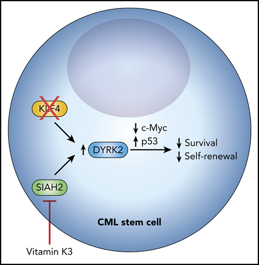 Schematic of the vitamin K3-SIAH2–mediated stabilization of DYRK2 leading to decreased survival and self-renewal of CML LSCs via depletion of c-Myc and activation of p53.