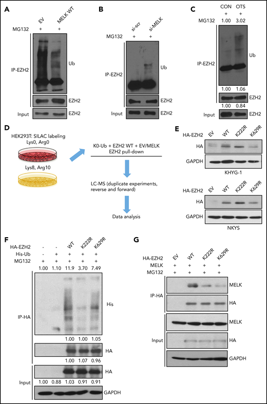 MELK mediates ubiquitination of EZH2. (A) Change of EZH2 ubiquitination level with MELK overexpression in HEK293T cells. Before cell harvesting, MG132 was given at 10 µM for 6 hours of treatment 48 hours after transfection. (B) Change of EZH2 ubiquitination level with MELK knock-down in NKYS cells. Forty-eight hours after transfection, 1 µM of MG132 was used for treatment of 6 hours before cell harvesting. (C) Change of EZH2 ubiquitination level with OTSSP167 treatment in NKYS cells. A total of 10 nM of OTSSP167 and 2 µM of MG132 was used for 6 hours’ treatment before harvesting. Densitometry analysis was used to quantify average changes in 3 individual experiments. (D) Schematic protocol of SILAC-MS experiment. (E) Expression level of HA-tagged EZH2 wild-type and ubiquitination-dead mutants in NKTL cell lines. The transfection was performed using electroporation. Cells were harvested for immunoblots 24 hours after transfection. (F) IP showing the change of ubiquitination level for EZH2 wild-type or mutants in HEK293T cells. Before cell harvesting, MG132 was given at 5 µM for 6 hours of treatment 48 hours after transfection. Densitometry analysis was used to quantify average changes in 3 individual experiments. (G) Change of interaction between MELK and EZH2 wild-type or its mutants in HEK293T cells. Cells were harvested for co-IP 48 hours after transfection. All immunoblots were performed in at least 3 individual experiments and representative images are shown. CON, control; EV, empty vector; GAPDH, glyceraldehyde-3-phosphate dehydrogenase; HA, hemagglutinin; LC, liquid chromatography; Ub, ubiquitination; WT, wild-type.
