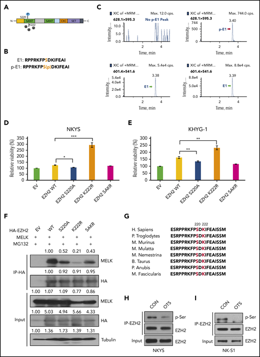 MELK affects EZH2 ubiquitination following site-specific phosphorylation. (A) Schematic model showing localizations of S220 phosphorylation site and K222 ubiquitination site on EZH2 protein. (B) Amino acid sequence of E1 and p-E1 peptides. (C) In vitro kinase assay showing MELK could phosphorylate EZH2 at S220. (D-E) Different ratio of cell survival for (D) NKYS and (E) KHYG-1 cells transfected with empty vector, EZH2 wild-type or mutant plasmids. NKYS and KHYG-1 cells were transfected with indicated plasmids through electroporation and subject to overnight puromycin selection (1 µg/mL) 7 hours after transfection. Cell survival was measured using CellTiter-Glo reagent. (F) Change of interaction between MELK and EZH2 wild-type or mutants in HEK293T cells. Cells were harvested for co-IP 48 hours after transfection. Densitometry analysis was used to quantify average changes in 3 individual experiments. (G) Schematic diagram indicating the conservation of EZH2 S220 and K222. (H-I) Change of EZH2 total serine phosphorylation upon 16 hours of OTSSP167 treatment in NKYS (H, 10 nM) and NK-S1 (I, 20 nM) cells. All immunoblots were performed in at least 3 individual experiments; representative images are shown.