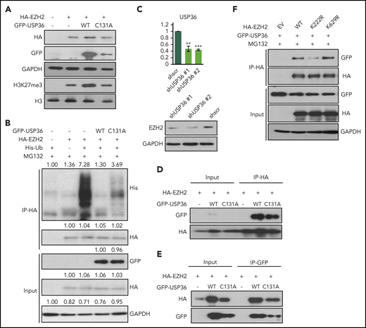 USP36 mediates EZH2 K222 deubiquitination and stabilizes EZH2. (A) USP36 overexpression led to the stabilization of exogenously overexpressed EZH2, which could be rescued by USP36 C131A mutant transfection in HEK293T cell. Cells were harvested for immunoblots 48 hours after transfection. (B) Overexpression of USP36 led to deubiquitination of EZH2 in HEK293T cells, and this is partially rescued by USP36 C131A mutant transfection. MG132 was given at 5 µM for 6 hours of treatment 48 hours after transfection. Densitometry analysis was used to quantify average changes in 3 individual experiments. (C) Knock-down of USP36 led to a decrease of EZH2 protein in KHYG-1 cells. The mRNA level of USP36 was indicated. Data are shown as mean ± SD, N = 3. *P < .05; **P < .01; ***P < .001. Cells were harvested for RNA extraction and immunoblots 24 hours after transfection. (D-E) Interaction between exogenously overexpressed EZH2 and USP36 wild-type or C131A mutant. Cells were harvested for co-IP 48 hours after transfection. (F) Change of interaction between USP36 and EZH2 wild-type or its mutants in HEK293T cells. Cells were harvested for co-IP 48 hours after transfection. All immunoblots were performed in at least 3 individual experiments; representative images are shown.