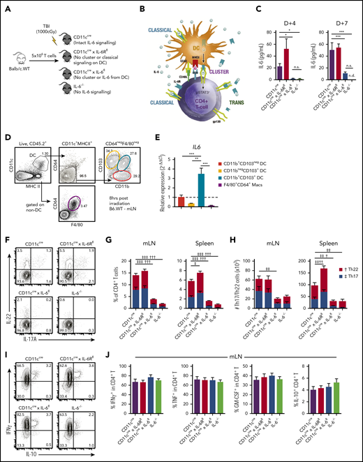 Systemic IL-6 dysregulation originates in recipient DCs. (A,C,F-J) Lethally irradiated recipient CD11cCre (intact IL-6 signaling), CD11cCre × IL-6Rfl (DCs are deficient in classical and unable to induce cluster signaling), CD11cCre × IL-6fl (DCs are deficient in IL-6 and unable to induce cluster signaling), and IL-6−/− (all recipient cells are deficient in IL-6) mice received transplants of 5 × 106 T cells from wild-type BALB/c (BALB/c.WT) donors. (B) DCs can signal via IL-6 or induce IL-6 signaling to gp130 on T cells through 3 pathways: classical (involving DC-derived IL-6), trans (requiring DC-derived IL-6 ligated to any source of sIL-6R), and cluster (requiring DC-derived IL-6 and IL-6R). (C) Peripheral blood serum levels of IL-6 from recipients at day 4 and day 7 after transplantation (n = 5-8 mice per group from 2 experiments). (D-E) B6.WT mice were irradiated (1000 cGy), and 8 hours later, CD103+CD11b−, CD103+CD11b+, and CD103−CD11b+ DCs (CD11c+MHCIIhiCD64−F4/80−) and non-DC boolean-gated CD64+F4/80+ macrophages were sort purified from the mLNs (D) and IL6 mRNA levels measured by quantitative polymerase chain reaction and quantified relative to CD103+CD11b− DCs (n = 3, each pooled from mLNs from 2-5 mice) (E). (F) Representative flow cytometry plots of IL-22 and IL-17A expression in CD4+ T cells from the mLNs (concatenated from 4 mice per group) and stacked bar graphs of the frequency (G) and total numbers (H) of donor Th17 (CD4+IL-17A+) and Th22 (CD4+IL-22+IL-17A−) cells in the mLNs and spleen at day 7 posttransplantation (n = 4-14 mice per group from 2-3 experiments). (I-J) Representative flow cytometry plots (I) and frequency (J) of interferon-γ (IFNγ), tumor necrosis factor (TNF), granulocyte-macrophage colony-stimulating factor (GM-CSF), and IL-10 expression in CD4+ T cells from the mLNs (concatenated from 4 mice per group; n = 8-14 mice per group from 3 experiments). Data presented as mean ± standard error of the mean. *P < .05, **P < .01, ***P < .001. †P < .05, ††P < .01, †††P < .001 for Th22. ‡P < .05, ‡‡P < .01, ‡‡‡P < .001 for Th17. MHC, major histocompatibility complex; n.d., not detectable; n.s., not significant; TBI, total-body irradiation.