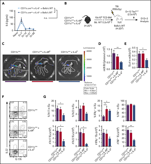 Donor DC–derived IL-6 maintains alloreactive T-cell expansion and differentiation. (A) BALB/c mice were lethally irradiated (900 cGy) and received donor grafts containing 10 × 106 TCD BM and 0.2 × 106 T cells from either CD11c.Cre− × IL-6fl or CD11c.Cre+ × IL-6fl mice, and peripheral blood serum IL-6 levels were monitored over 28 days (n = 8-12 mice per group from 2 experiments). (B) BALB/c mice were lethally irradiated and received transplants of 10 × 106 TCD BM from either CD11cCre, CD11cCre × IL-6Rfl, or CD11cCre × IL-6fl mice, along with 0.2 × 106 B6 wild-type (B6.WT) T cells. On day 12 after transplantation, 2.5 × 106 TEaluc+ cells were injected and 3 days later quantified in the GI tract. (C) Representative images of bioluminescence imaging (BLI) in the GI tract, mLNs, and spleen are shown. (D) Quantification of BLI in the mLNs (n = 13-15 mice per group from 3 experiments). (E) Quantification of total TEaluc+ (CD45.1+Vβ6+Vα2+) cells in the mLNs by flow cytometry. (F-G) Representative contour plots (concatenated from 4 mice per group) (F) and frequency and enumeration (G) of Th17 (IL-17+), Th22 (IL-22+IL-17−), and IFNγ and TNF expression by TEaluc+ cells from the mLNs (n = 9 mice per group from 2 experiments). Data presented as mean ± standard error of the mean. *P < .05, **P < .01. TBI, total-body irradiation.