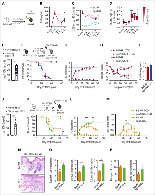 IL-6 trans signaling increases late after transplantation and regulates cutaneous GVHD. (A-D) Lethally irradiated B6 wild-type (B6.WT) mice received 10 × 106 BM and 5 × 106 T-cell grafts from BALB/c mice. Peripheral blood serum levels of IL-6 (A), sIL-6R (required for IL-6 trans signaling) (B), and sgp130 (antagonist of IL-6 trans signaling) (C) were analyzed from naïve B6 mice and B6 mice receiving transplants at the indicated times after transplantation (n = 6-28 mice per group from 1-4 experiments). (D) Molar ratio of sIL-6R (∼40 kDa) to sgp130 (∼100 kDa) from matched samples in panels B and C, with a higher ratio indicating a greater incidence of IL-6 trans signaling (box and Tukey whiskers). (E-O) The role of IL-6 trans signaling in GVHD was assessed in preclinical models of acute (E-I) (B6 → B6D2F1) and chronic (J-O) (BALB/c → B6) GVHD. Transgenic sgp130Fc.F1 (B6D2F1) and sgp130Fc (B6) recipients (E, J) expressed high serum levels of the IL-6 trans signaling inhibitor sgp130Fc before transplantation (n = 10-40 mice per group from 2-4 experiments).43,45 (F-H, K-M) Lethally irradiated mice received BM and T-cell grafts or TCD BM grafts as non-GVHD controls, as shown in the schema (F, K). Survival indices by Kaplan-Meier analyses (F), combined clinical scores (G), and weight loss (H) of B6D2F1 and sgp130Fc.F1 recipients after transplantation (BM and T-cell grafts, n = 18 mice per group; TCD, n = 6 mice per group; from 3 experiments). (I) Quantitative GVHD histopathological analysis of the ileum on day 7 after transplantation (n = 7 mice per group from 2 separate experiments). Survival indices by Kaplan-Meier analyses (K), combined clinical scores (L), and clinical scores (M) of skin pathology after transplantation (BM and T-cell grafts, n = 18 mice per group; TCD, n = 8-11 mice per group; from 3 experiments). (N-P) Lethally irradiated B6 and sgp130Fc mice received 10 × 106 BM and 3 × 106 T-cell grafts from BALB/c.45.1 mice, and tissue was collected 28 days (N-O) or 21 days (P) after transplantation. (N) Representative images of skin histology (200× magnification) and semiquantitative GVHD pathology analysis (O-P) of skin (O) and liver and lung (P) sections (n = 5-7 mice per group from 1 representative experiment). Data presented as mean ± standard error of the mean. *P < .05, **P < .01, ***P < .001. H&E, hematoxylin and eosin; SI, small intestine.