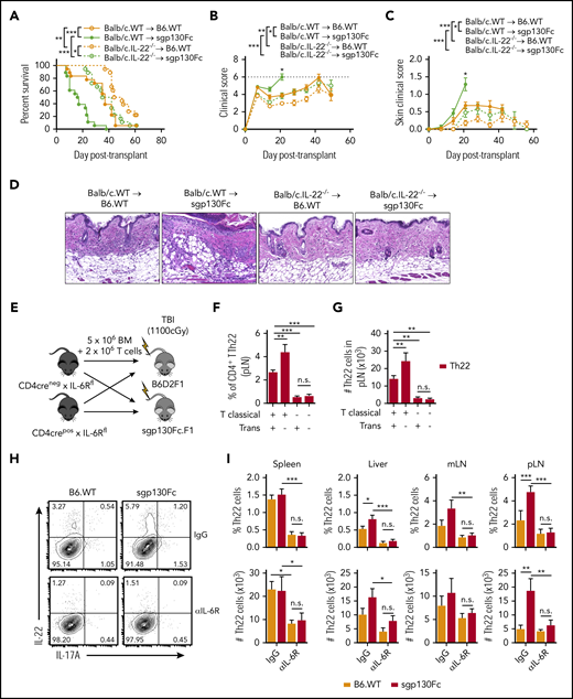IL-6 trans signaling regulates GVHD via the suppression of donor Th22 differentiation. (A-D) Lethally irradiated B6 wild-type (B6.WT) and sgp130Fc (IL-6 trans signaling inhibited) mice received 10 × 106 BALB/c BM and 5 × 106 T-cell allografts from WT or IL-22–deficient donors (BALB/c.IL-22−/−). (A-C) Survival indices by Kaplan-Meier analyses (A), combined clinical scores (B), and scores of skin pathology (C) after transplantation (n = 18 mice per group from 3 experiments). (D) Representative skin sections taken at day 21 after transplantation (hematoxylin and eosin stain; 200× magnification). (E) Lethally irradiated B6D2F1 and sgp130Fc.F1 (IL-6 trans signaling inhibited) mice received BM and T-cell allografts from control mice (CD4Cre− × IL-6Rfl) or mice with T cells deficient in IL-6 classical signaling (CD4Cre+ × IL-6Rfl) and frequency (F) and total number (G) of Th22 cells measured at day 7 after transplantation in the peripheral LNs (pLNs) (n = 8 mice per group from 2 experiments). (H-J) Recipient B6.WT and sgp130Fc (IL-6 trans signaling inhibited) mice were treated with anti–IL-6R antibody (all IL-6 signaling pathways blocked) or control immunoglobulin G (IgG) antibody and CD4+ T-cell differentiation assessed at day 7 after transplantation of BALB/c.WT T cells. (H-I) Representative contour plots of IL-22 and IL-17A expression in CD4+ T cells from the pLNs (concatenated from 4 mice per group) (H) and frequency of CD4+ T cells and total number of Th22 cells (I) (CD4+IL-22+IL-17A−; n = 8 mice per group from 2 experiments). Data presented as mean ± standard error of the mean. *P < .05, **P < .01, ***P < .001. n.s., not significant; TBI, total-body irradiation.