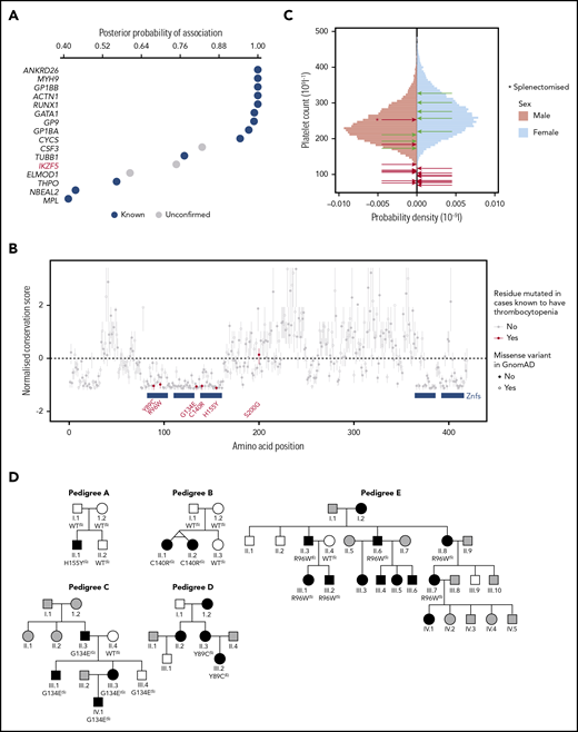 Rare missense variants in IKZF5 are associated with thrombocytopenia. (A) BeviMed was applied gene by gene to infer associations between the genotypes of filtered rare variants and a case/control grouping defined by isolated thrombocytopenia. The posterior probabilities for genetic association inferred by BeviMed exceeding 0.4 are shown. The dots representing posterior probabilities for genes previously known to be implicated in hereditary thrombocytopenia are highlighted in blue. Genes not previously associated with thrombocytopenia are in gray. (B) Evolutionary conservation scores with respect to 66 protein sequences obtained using multiple sequence alignment within ConSurf,31 and the corresponding 95% confidence intervals, for amino acids (AAs) 1 through 419 of IKZF5, normalized to have a mean of 0 and standard deviation of 1. The filled/empty points indicate presence/absence of missense variants in GnomAD altering the AAs. Only 3 of the 141 456 individuals in GnomAD harbor a missense variant affecting a residue in the N-terminal Znfs with a normalized conservation score <−1 (AAs 102, 111, and 123). The blue boxes indicate the locations of the Znfs. The variants in cases with thrombocytopenia affecting the 5 conserved AAs have been followed up in cosegregation studies, while S200G, which affects a non-conserved AA, has not been followed up. (C) Sex-stratified histograms of PLT obtained using a Sysmex hematology analyzer from 48 345 blood donors from the Efficiency and Safety of Varying the Frequency of Whole Blood Donation study32 after adjustment for technical artifacts. The red arrows superimposed on the histograms indicate the sex of and values for cases carrying 1 of the 5 missense rare variants. The green arrows indicate the sex of and values for relatives homozygous for the corresponding WT allele. Individual C II.3, marked with an asterisk, had thrombocytopenia as a child (with an unknown PLT) and was subsequently splenectomized, likely explaining why his PLT increased to 253 × 109/L as an adult. (D) The 5 pedigrees recalled for cosegregation. Male (square) and female (circle) individuals are shown in black or white depending on whether they are affected or unaffected, respectively, whereas individuals with an unknown PLT are shown in gray. Genotyping results obtained by WGS (G), WES (E), or Sanger sequencing (S) are shown in terms of their predicted amino acid substitutions underneath the genotyped individuals. Crl, control; WT, homozygous for the reference allele. C III.4 carries the G134E variant but has a PLT of 184.