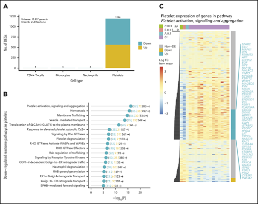 IKZF5 deficiency misregulates transcription in MKs. (A) Barplot of the number of up- and downregulated Reactome/Ensembl coding genes in CD4+ T cells, monocytes, neutrophils, and platelets that are differentially expressed between 14 unrelated controls and 3 unrelated cases. (B) Enriched downregulated pathways in platelets with P < 10−5. The number of downregulated, upregulated, and nondifferentially expressed genes in each pathway are shown in brackets. (D) Heatmap of expression for genes in the “platelet activation, signaling, and aggregation” Reactome pathway. The expression levels have been row-normalized such that the color represents the log FC of expression between samples and the mean log expression weighted by the number of cases and controls. The cases are on the left-most 3 columns and the controls are on the right-most 14 columns. The PP of association is shown to the left of the heatmap and the significantly down- (blue) and upregulated (yellow) genes are shown to the right of the heatmap. The significantly downregulated genes are listed in blue. FC, fold change.