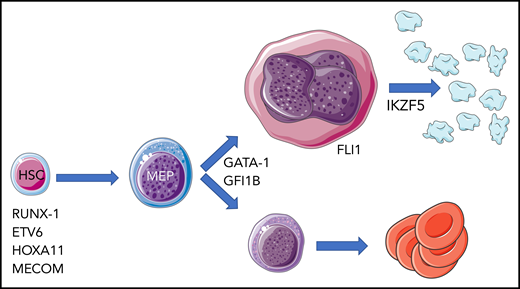Hereditary thrombocytopenia associated with defects in transcription factor genes. The cellular level at which abnormal activity of mutated transcription factor is exerted is largely inferred by the associated hematologic abnormalities. HSC, hematopoietic stem cell; MEP, megakaryocyte-erythroid progenitor.