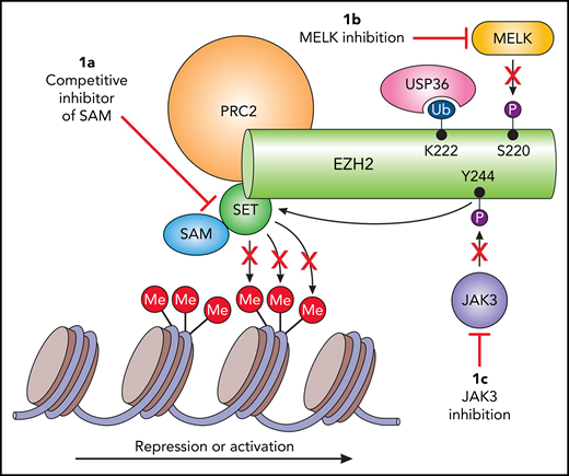 Potential targets of EZH2 in extranodal NKTL. (A) The majority of the currently investigated EZH2 small-molecule inhibitors hamper methylation of H3K27, resulting in decreased transcription repression. However, this strategy may not prove beneficial in extranodal NKTL. (B) MELK-mediated phosphorylation results in deubiquitination by USP36 and thus decreased degradation, and (C) illustrates another oncogenic mechanism of EZH2 in extranodal NKTL through JAK3 phosphorylation and subsequent transcription activation. This indicates that both JAK3 and MELK are potential targets for arresting EZH2 oncogenesis in extranodal NKTL. SET, Su(var)3-9, enhancer-of-zeste and trithorax.