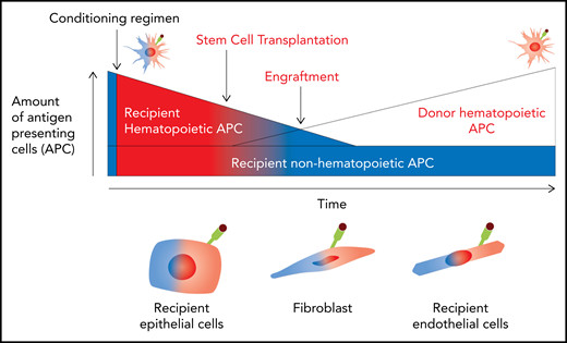 Pathways of antigen presentation during alloSCT. Before conditioning, all APCs are recipient and noninflamed (blue). After conditioning, damage-associated molecular pattern (DAMP)/pathogen-associated molecular pattern (PAMP) signals promote antigen presentation by recipient hematopoietic and nonhematopoietic APCs (red). After transplantation, recipient hematopoietic APCs are rapidly eradicated by conditioning and GVHD and donor APC constitute. In contrast, nonhematopoietic APCs continue in the host indefinitely, although their antigen presentation capacity is dependent on environmental cues, particularly the presence of active inflammation.