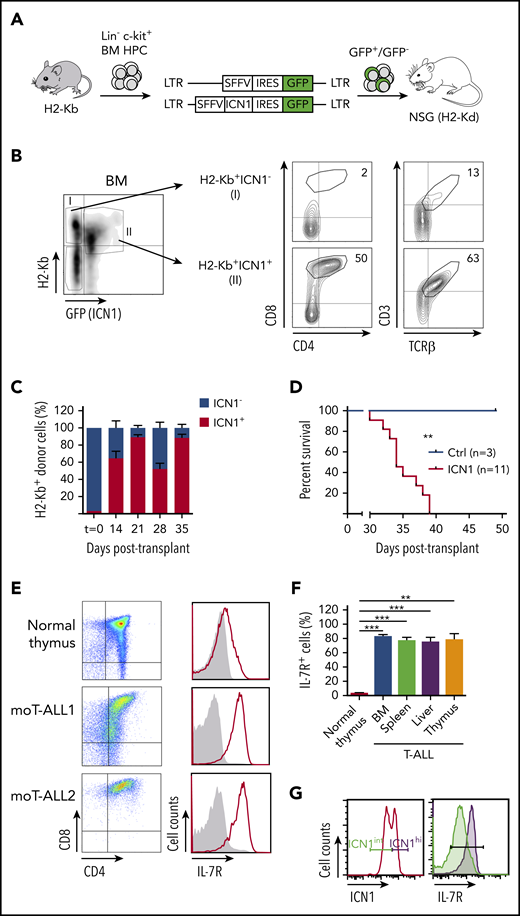 Notch1-dependent T-ALL pathogenesis parallels the induction of IL-7R expression. (A) Schematic diagram of mouse T-ALL generation. BM Lin− c-kit+ HPCs from C57BL/6 (H2-Kb+) mice were transduced with a lentiviral vector encoding the active form of Notch1 plus GFP (ICN1+) and then transplanted into NSG (H2-Kd+) immunodeficient mice. Mice were euthanized and analyzed when advanced symptoms of disease were evident. (B) CD4, CD8, CD3, and TCRαβ expression analyzed by flow cytometry (right panels) on electronically gated (left panel) ICN1-transduced (ICN1+) or nontransduced (ICN1−) H2-Kb+ donor cells engrafting the BM of recipient mice at 2 weeks posttransplant. (C) Percentages of ICN1+ and ICN1− H2-Kb+ donor cells engrafting the BM of mice transplanted as in (A) at the indicated days posttransplant. Percentages at the day of transplant (t=0) are shown for comparison. Mean ± standard error of the mean (SEM) of 3 to 7 mice per group are shown. (D) Kaplan-Meier survival curves of mice transplanted with BM HPCs transduced with ICN1 and GFP (ICN1) or GFP alone (Ctrl), as in (A). (E) Flow cytometry of IL-7R (right panels) and CD4/CD8 (left panels) expression displayed by conventional CD4+CD8+ DP cells from a normal C57BL/6 thymus (top row) or by moT-ALL1 and moT-ALL2 primary mouse leukemias (middle and bottom rows, respectively) generated in 2 independent mice transplanted as in (A). Shaded graphs show background staining with irrelevant isotype-matched antibodies. (F) Percentages of IL-7R–expressing cells within normal DP thymocytes from C57BL/6 mice (normal thymus) or ICN1+ DP moT-ALL2 cells engrafting the indicated organs of mice transplanted as in (A). Mean ± SEM values of ≥7 mice per group are shown. (G) IL-7R expression levels (right panel) displayed by primary T-ALL cells (moT-ALL3) generated as in (A) and electronically gated for high (ICN1hi) or intermediate (ICN1int) ICN1 expression (left panel). ICN1 expression was determined by GFP flow cytometry. **P < .01, ***P < .001.