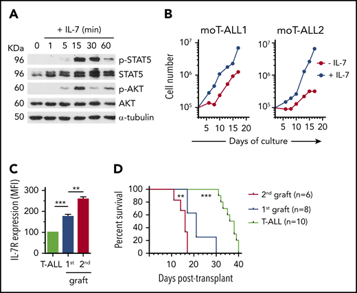 IL-7R expression is a biomarker of murine T-ALL cells with LIC potential. (A) Immunoblot analysis of STAT5 and AKT activation in a representative primary murine T-ALL (moT-ALL1), generated as in Figure 3A, and stimulated with IL-7 for the indicated times. α-Tubulin expression is shown as loading control. Molecular weight (KDa) is indicated on the left. (B) Total numbers of primary murine T-ALL cells (moT-ALL1 and moT-ALL2), generated as in Figure 3A, and cultured for the indicated days onto OP9-GFP cells in the presence or absence of IL-7. Data from a representative experiment of 3 are shown. (C) IL-7R expression levels of primary murine T-ALL cells (moT-ALL4) analyzed by flow cytometry immediately after isolation from the spleen of diseased mice in Figure 3A or after serial transplantation and spleen engraftment into consecutive NSG-immunodeficient mice (1st and 2nd grafts). Mean fluorescence intensity (MFI) values (mean ± SEM) from 3 to 12 mice are shown. (D) Kaplan-Meier survival curves of NSG mice serially transplanted with primary murine moT-ALL4 cells as in (C). **P < .01, ***P < .001.